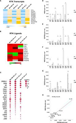 Antibody dependent cellular cytotoxicity-inducing anti-EGFR antibodies as effective therapeutic option for cutaneous melanoma resistant to BRAF inhibitors